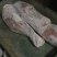 乳牛腿！乳牛前腿！乳牛后腿！牛小腿全系列乳牛产品