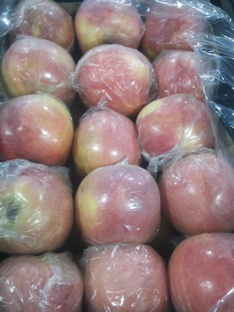 山西运城临猗膜代万荣红富士冰糖心苹果大量上市了又脆又甜，