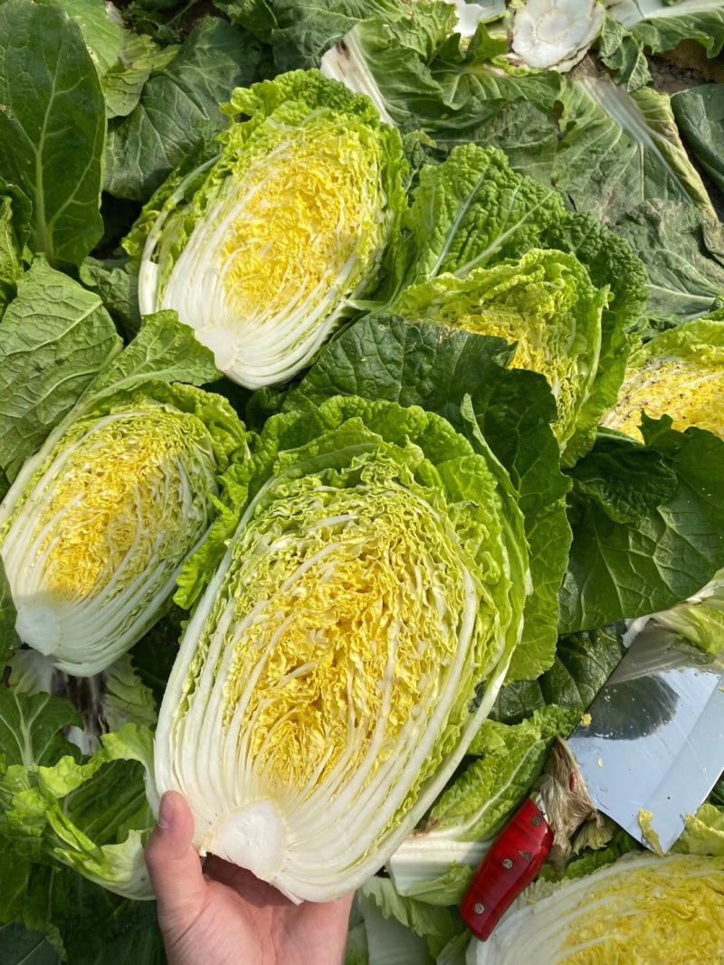 本地大量黄心大白菜，产地直发，货源充足，诚信经营欢迎采购