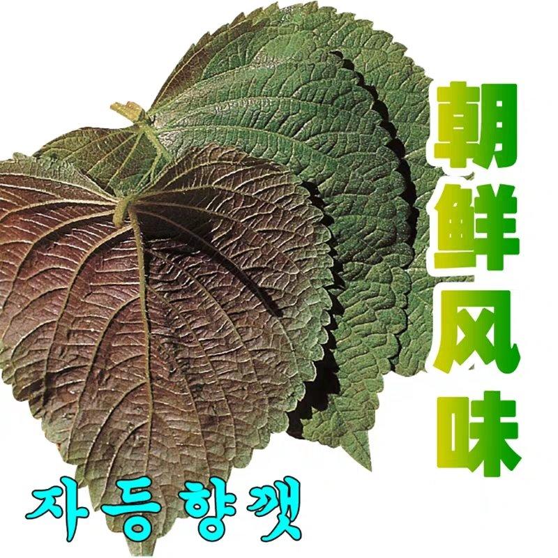 紫背香苏子叶种籽香嫩包肉观赏食用四季盆栽种植农韩国特色蔬