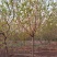 黄栌