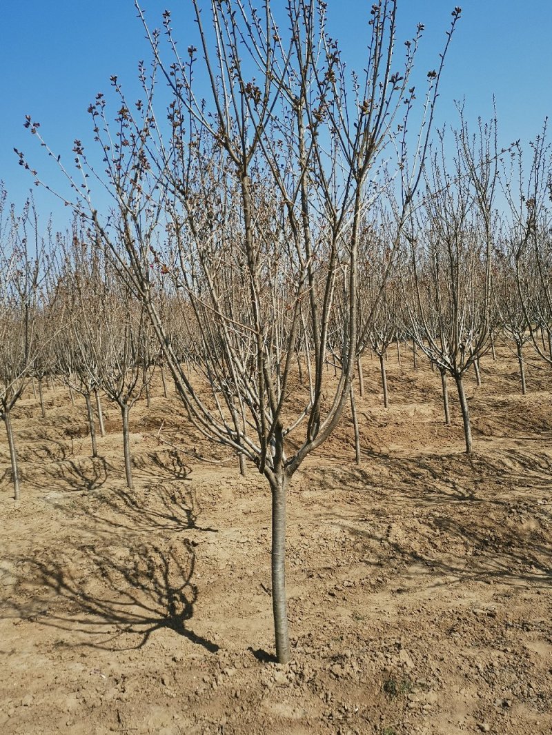 樱花