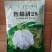 棉花种子山东农科院棉花研究所培育亩产千斤