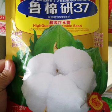 棉花种子山东农科院棉花研究所培育亩产千斤