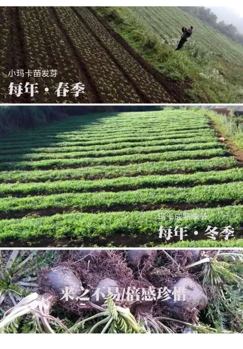 玛卡果云南丽江黑玛卡干果500克正品玛卡