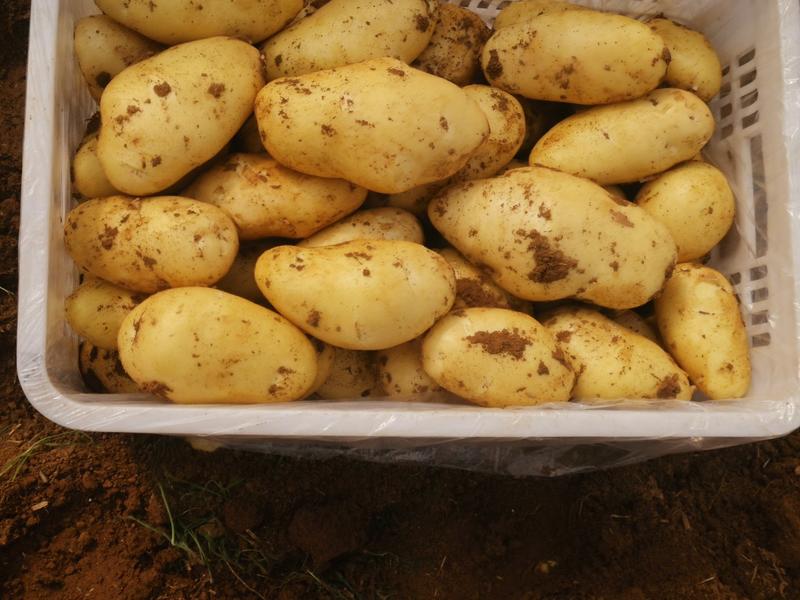 新土豆荷兰十五土豆，肥城货，内蒙货，有需要的联系我