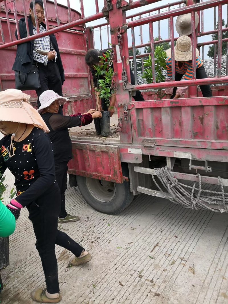 091无核沃柑杯苗，提供技术指导，基地直销品质保证。
