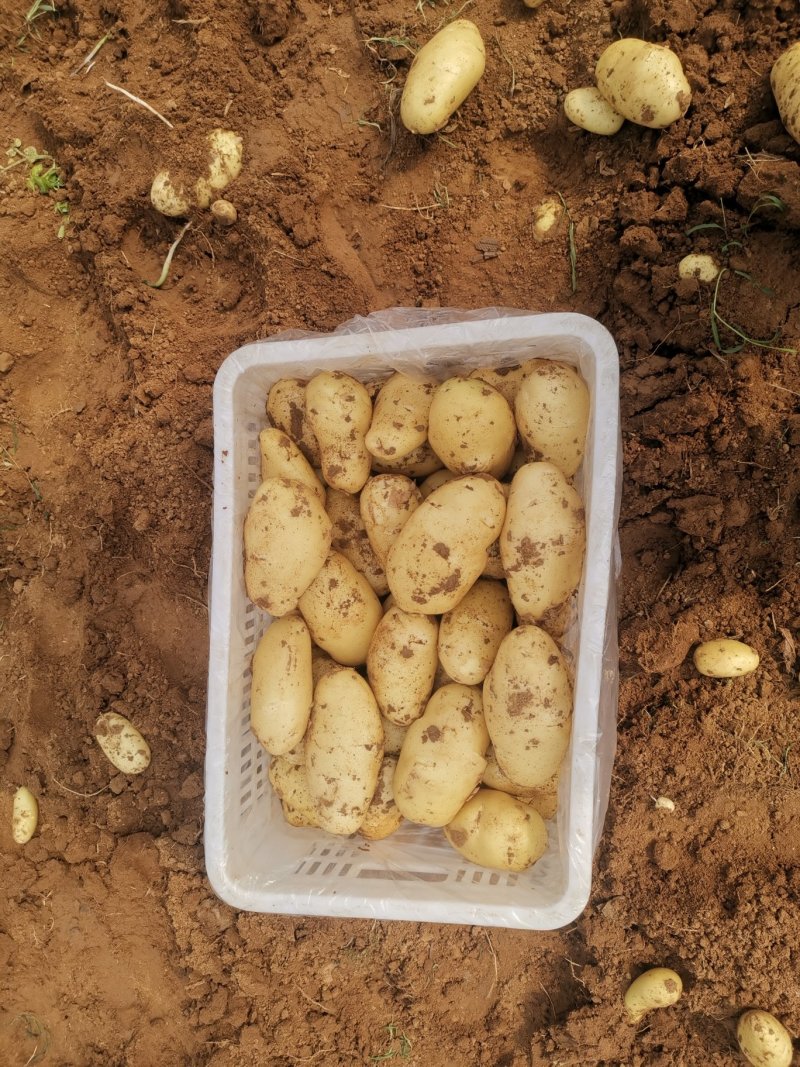 鲜土豆荷兰十五土豆三模土豆大量上市中，有需要的联系我，