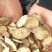 供应中药材金果榄别名地苦胆九牛胆