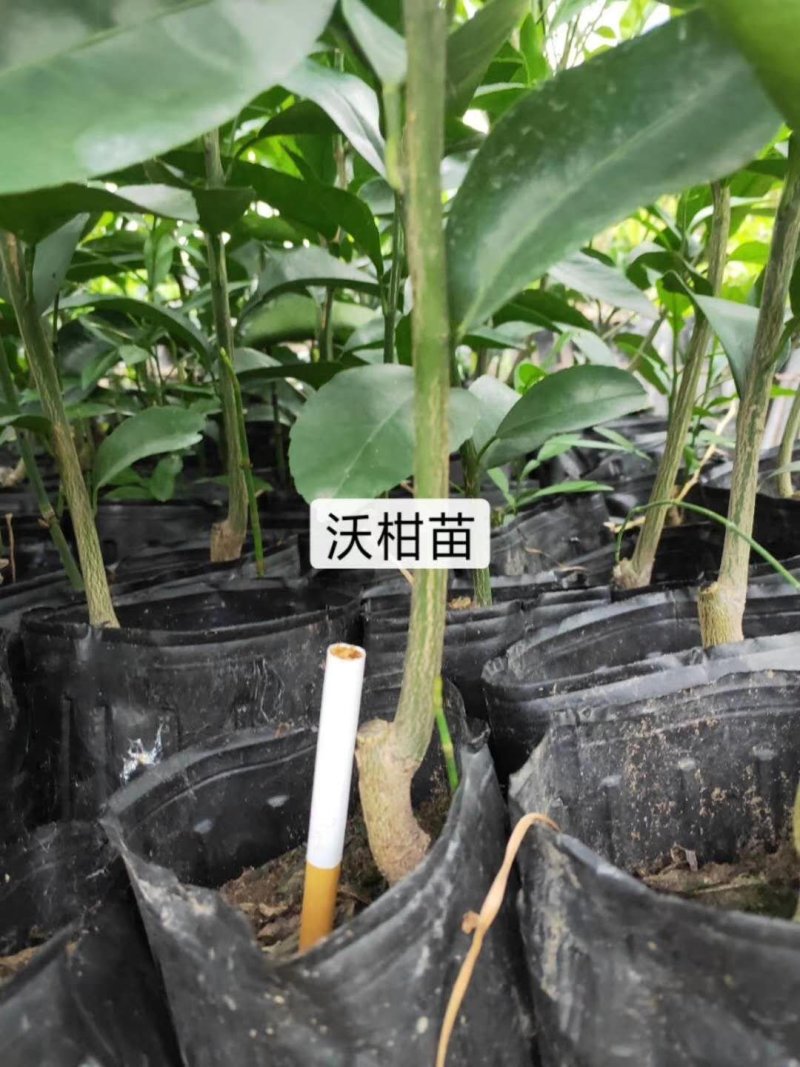 091无核沃柑苗、基地直销品质保证。欢迎各位老板来电咨询
