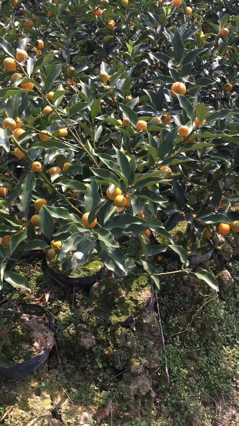 脆蜜金桔苗（地苗）另供应移植苗，杯苗，假一赔十