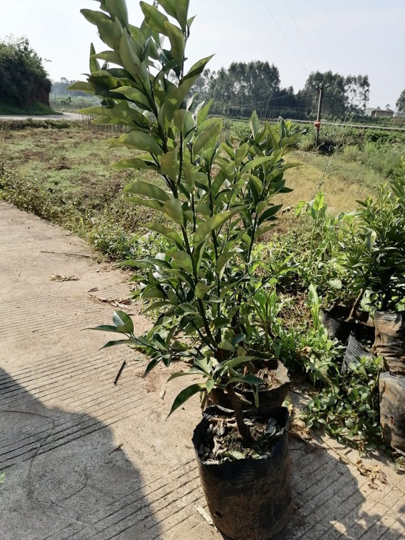 脆蜜金桔苗（地苗）另供应移植苗，杯苗，假一赔十