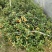 脆蜜金桔苗（地苗）另供应移植苗，杯苗，假一赔十