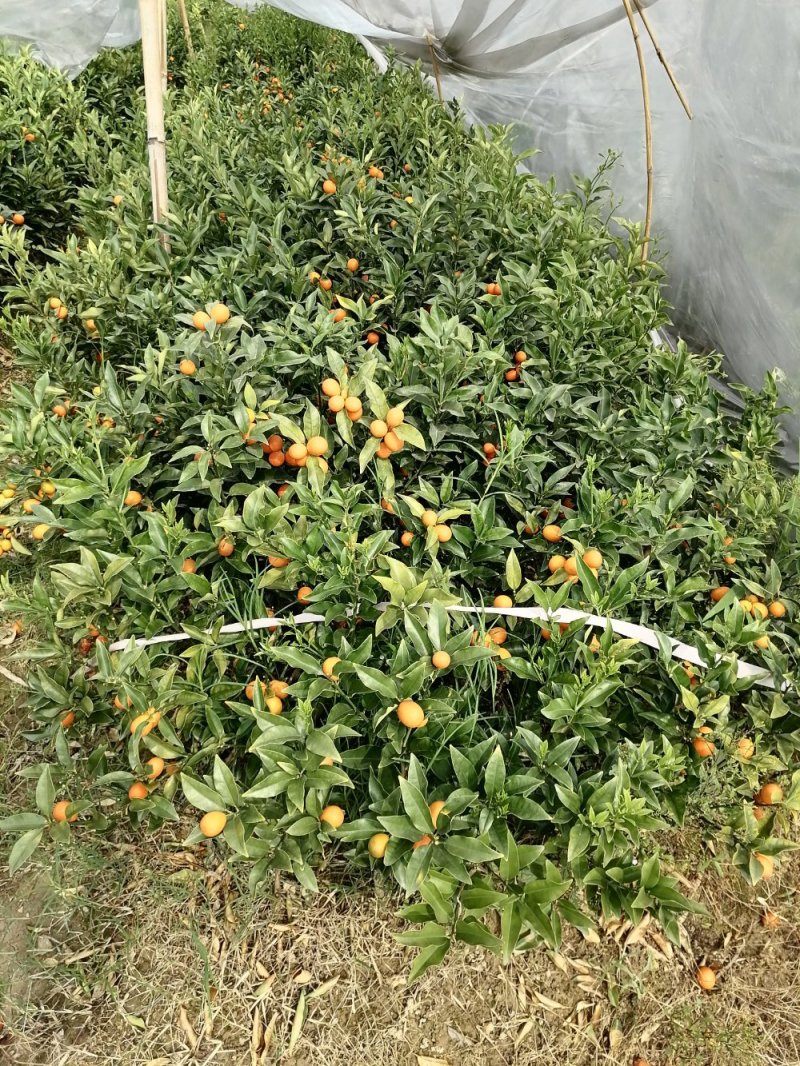 脆蜜金桔苗（地苗）另供应移植苗，杯苗，假一赔十