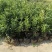 脆蜜金桔苗（地苗）另供应移植苗，杯苗，假一赔十