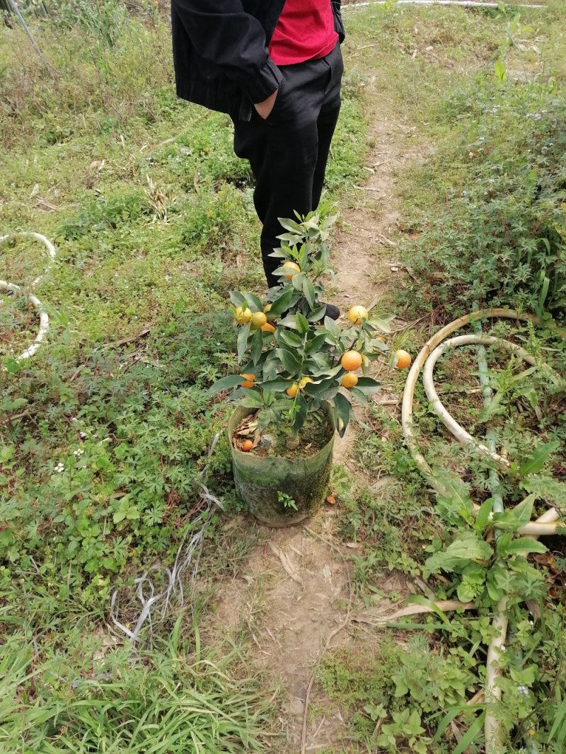 脆蜜金桔苗（地苗）另供应移植苗，杯苗，假一赔十