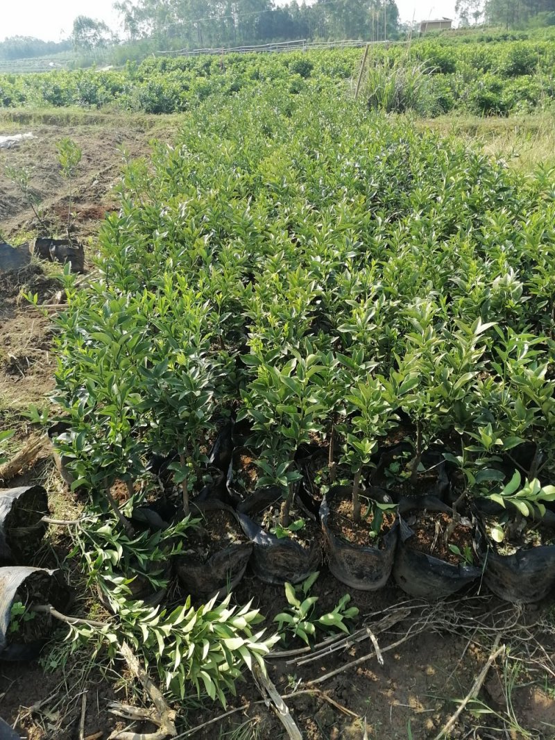脆蜜金桔苗（地苗）另供应移植苗，杯苗，假一赔十