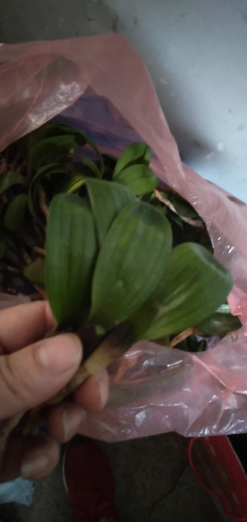 君子兰小仔苗