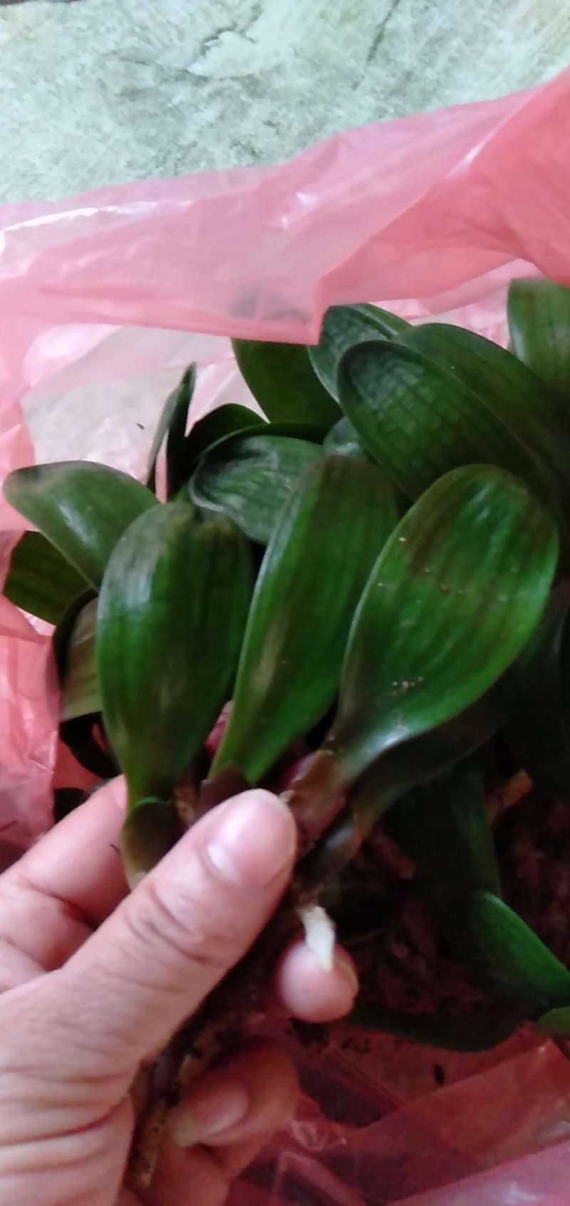 君子兰小仔苗