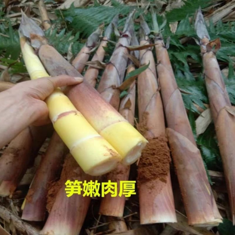 2020年高山新鲜苦笋嫩笋