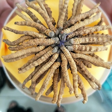 干虫草，来自雪域高原的精灵