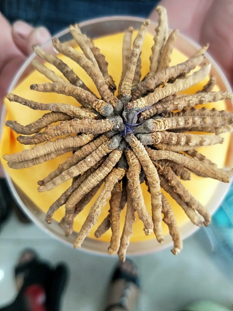 干虫草，来自雪域高原的精灵