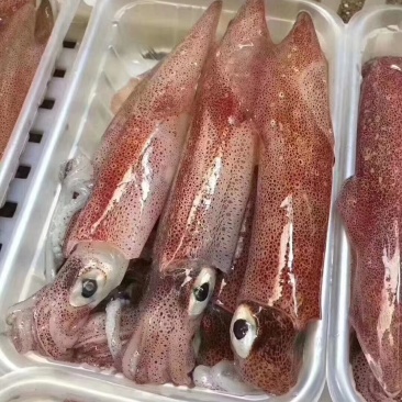 带籽鱿鱼