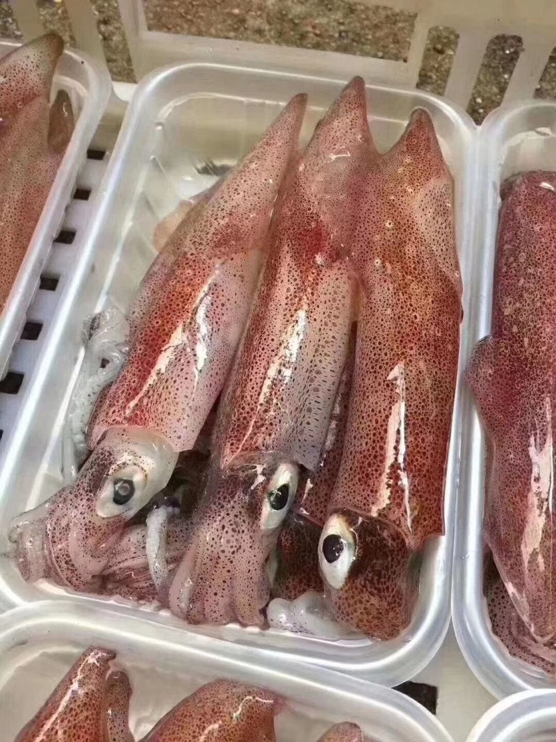 带籽鱿鱼