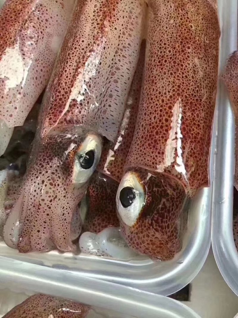 带籽鱿鱼