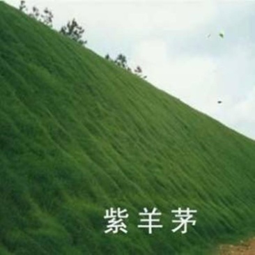 优质紫羊茅种子大量供应产地直销