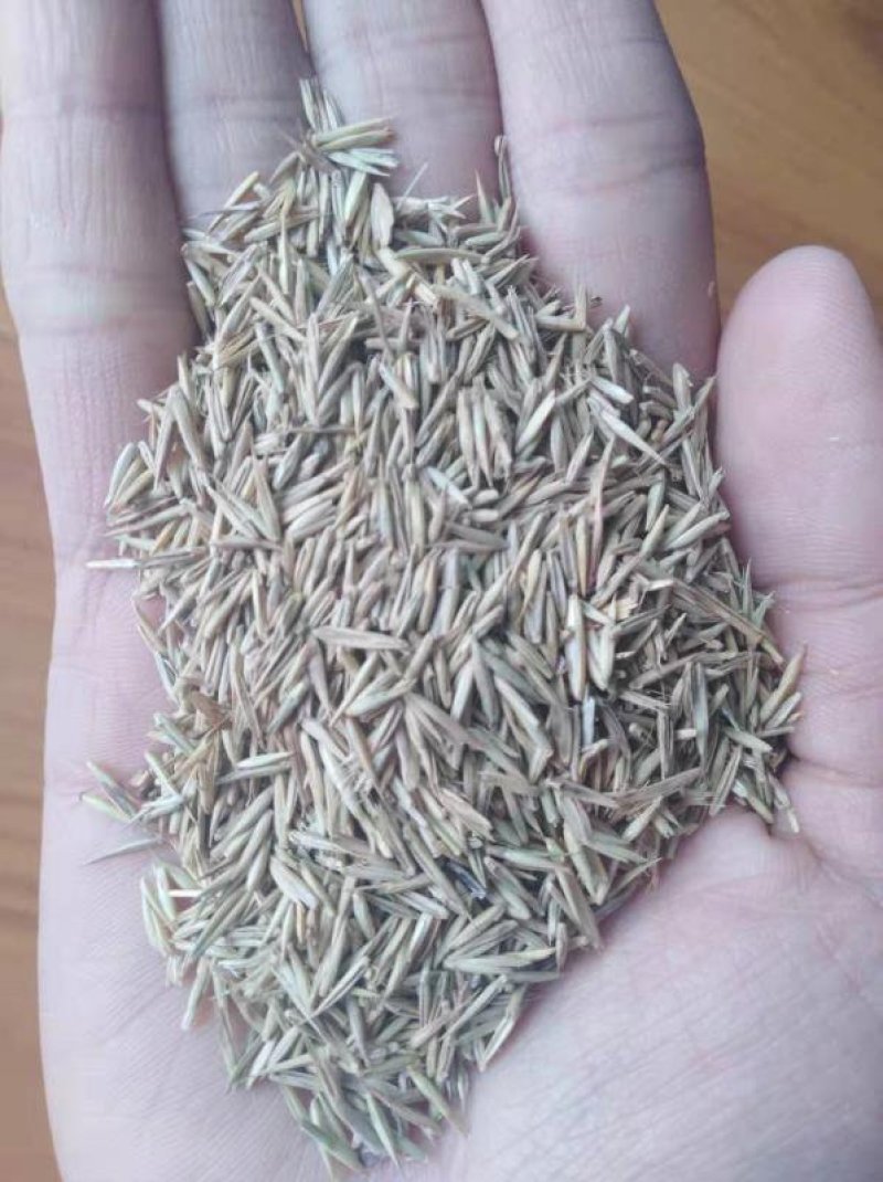 优质紫羊茅种子大量供应产地直销