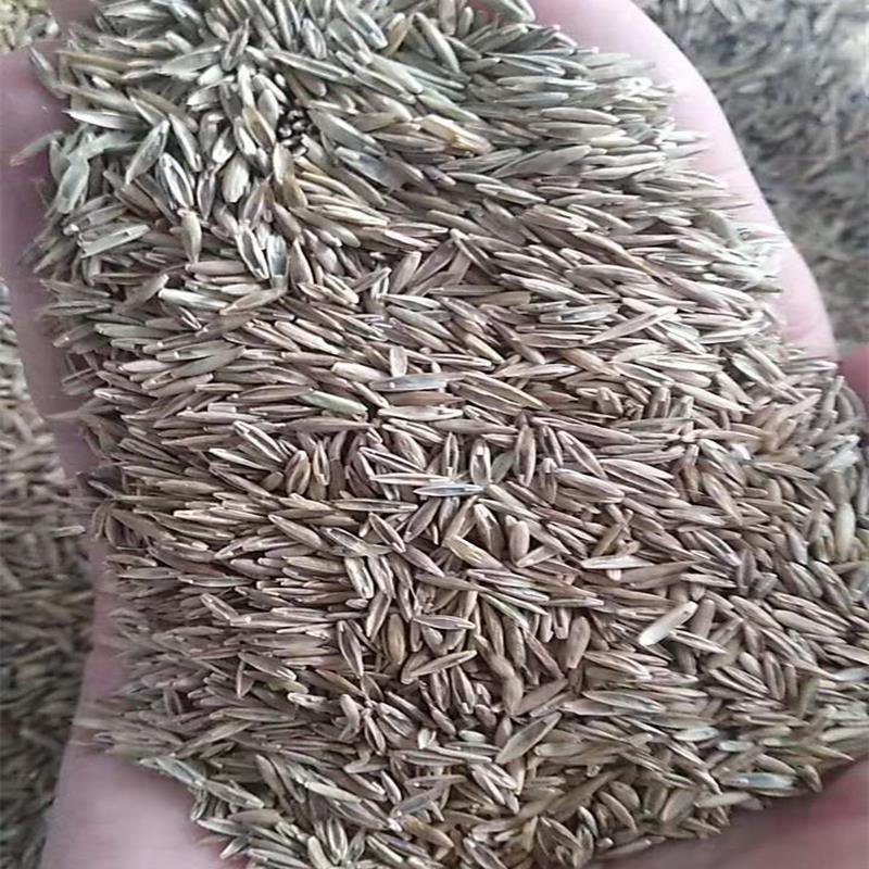 优质紫羊茅种子大量供应产地直销