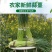 2025年当季新鲜蒜苔、产地货源！新鲜***、无农药残留