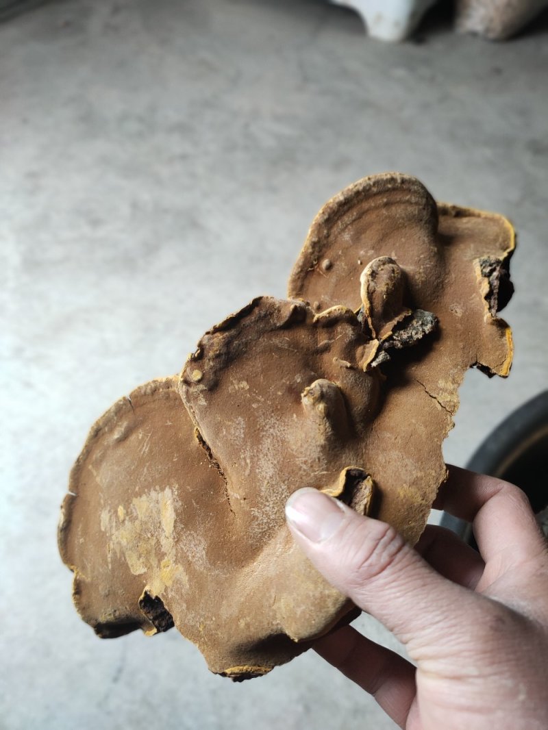 正宗野生桑树桑黄岩桑黄包邮