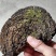 正宗野生桑树桑黄岩桑黄包邮