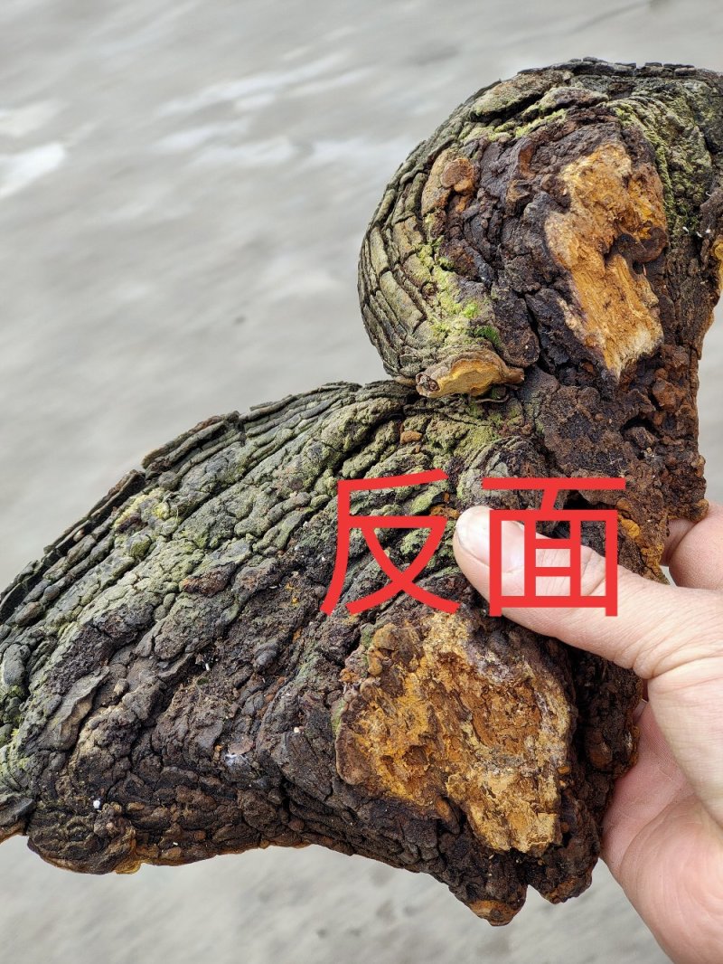 正宗野生桑树桑黄岩桑黄包邮