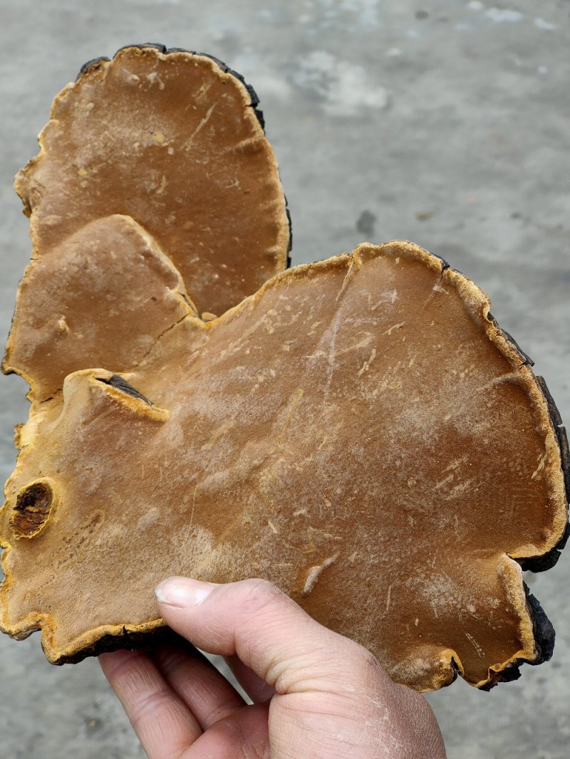正宗野生桑树桑黄岩桑黄包邮