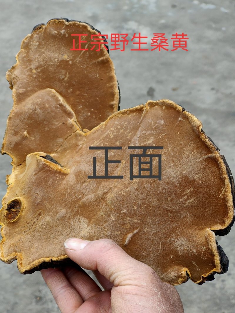 正宗野生桑树桑黄岩桑黄包邮