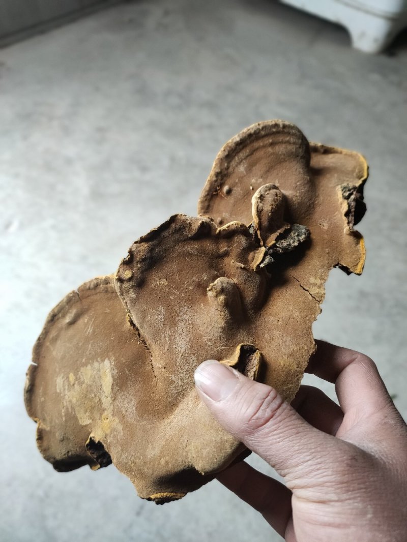 正宗野生桑树桑黄岩桑黄包邮