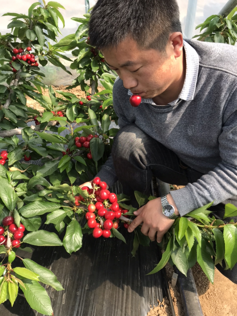矮化樱桃苗大樱桃苗包成活包品种保真基地直发