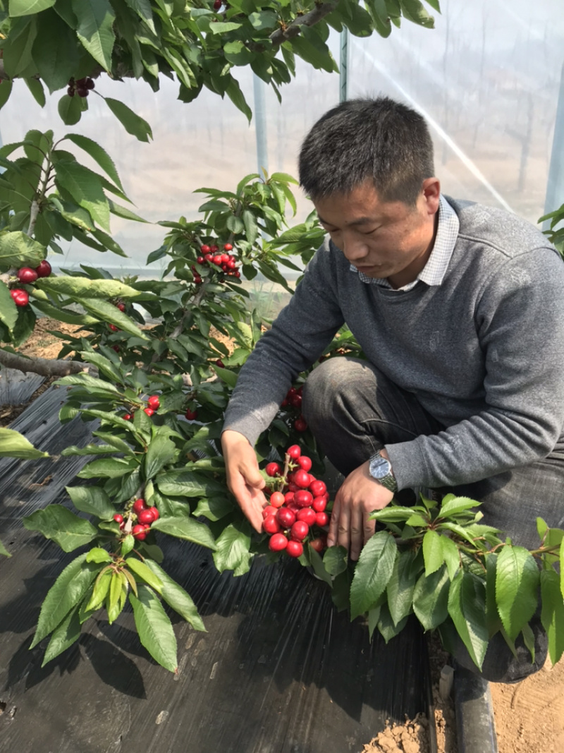 樱桃树10cm以下品种大樱桃保证纯度保质保量
