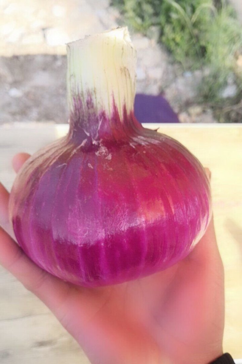 精品红皮洋葱，黄皮洋葱，通货电商商超社区供应
