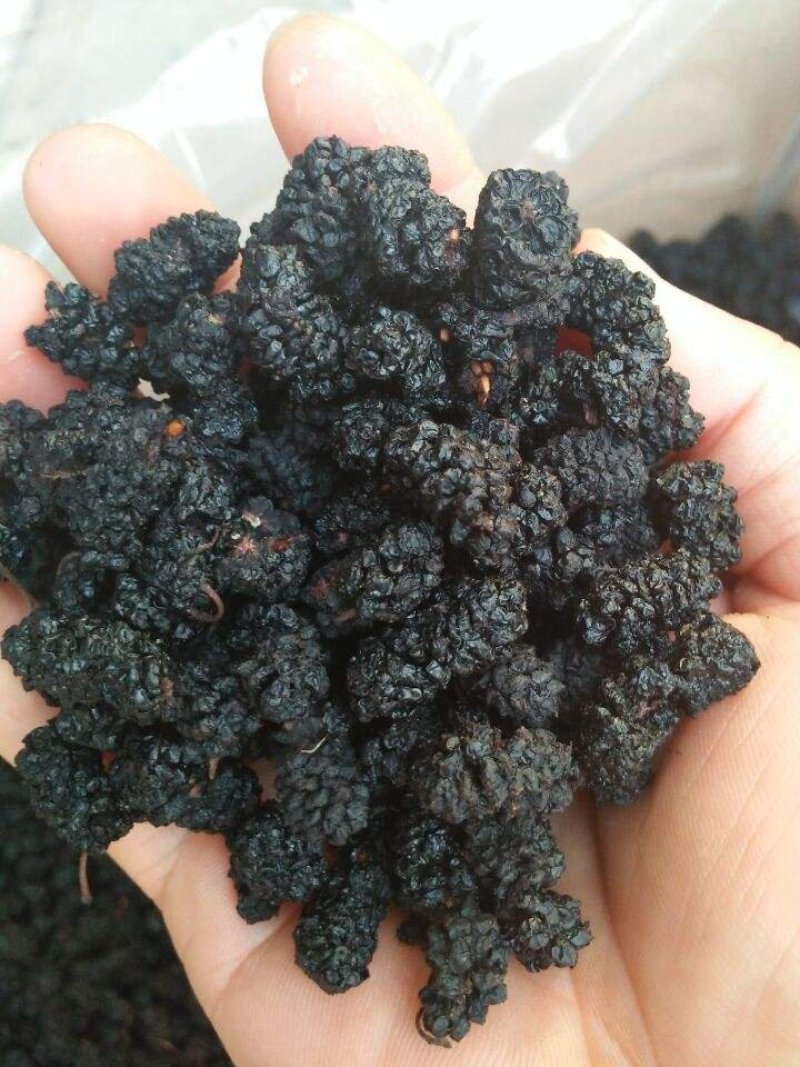 桑葚干品质好个大肉厚色紫红厂家大量现货