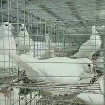 米玛斯种鸽，购买600对种鸽，免费送鸽子笼包技术包回收