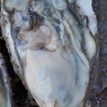 2-5两大蚝通货水洗牡蛎大连生蚝非乳山湛江蚝