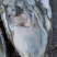2-5两大蚝通货水洗牡蛎大连生蚝非乳山湛江蚝