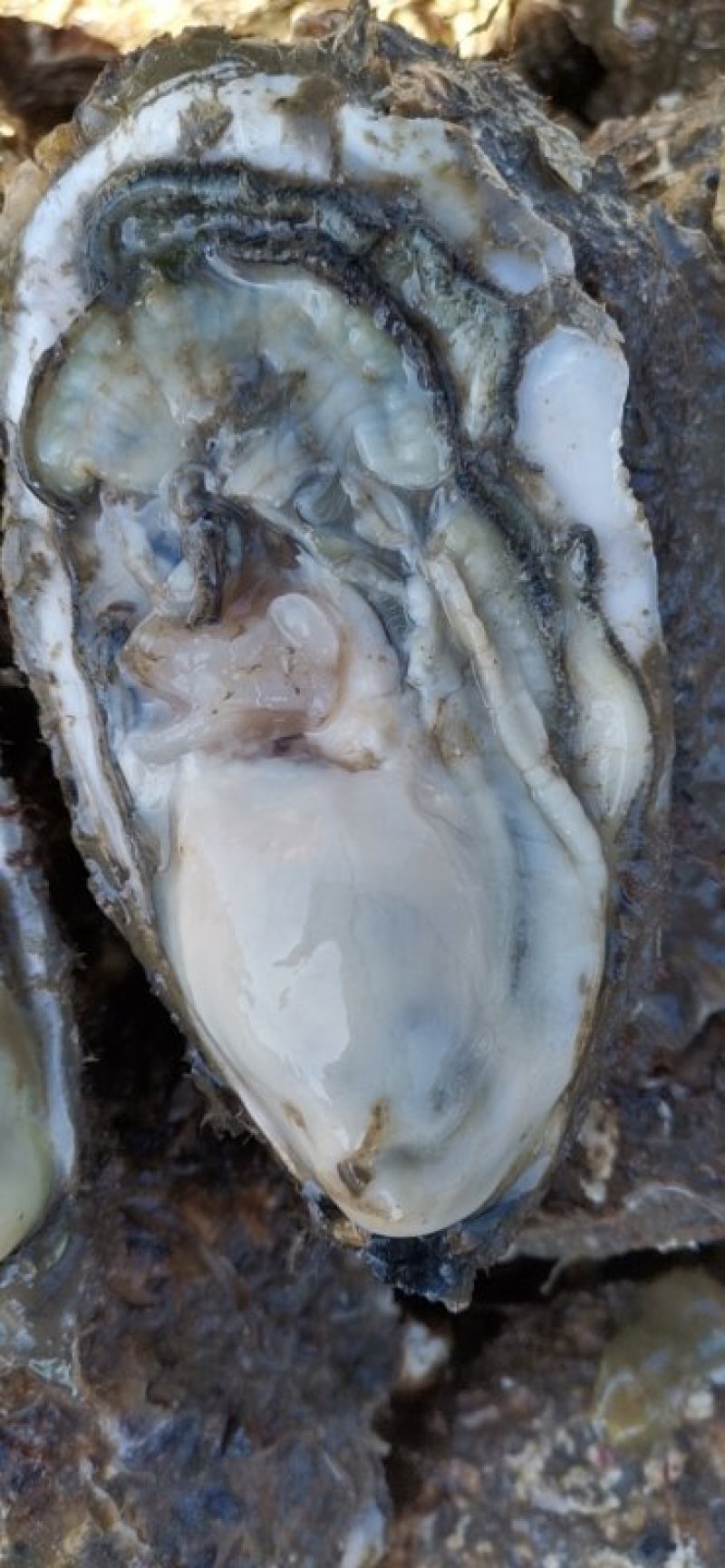 2-5两大蚝通货水洗牡蛎大连生蚝非乳山湛江蚝
