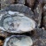 2-5两大蚝通货水洗牡蛎大连生蚝非乳山湛江蚝