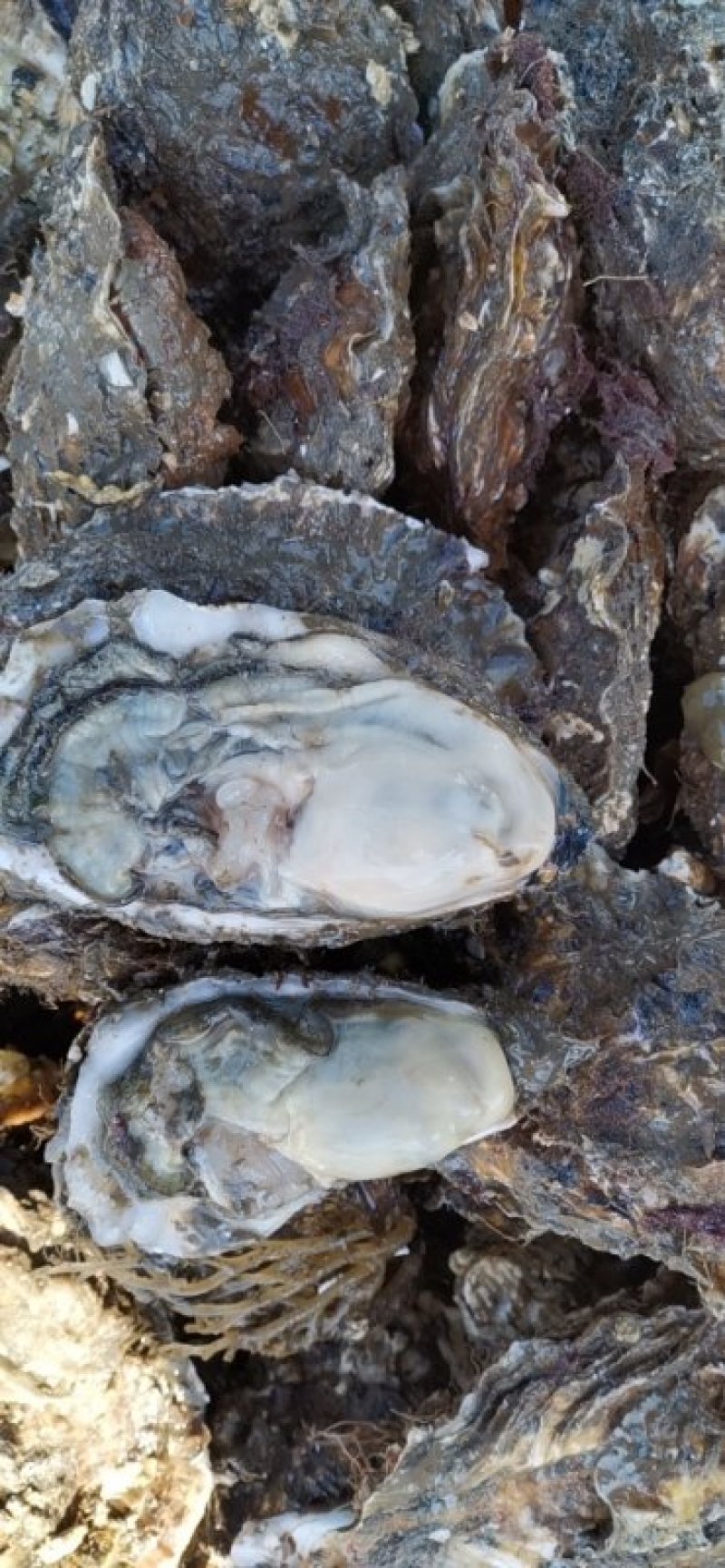 2-5两大蚝通货水洗牡蛎大连生蚝非乳山湛江蚝