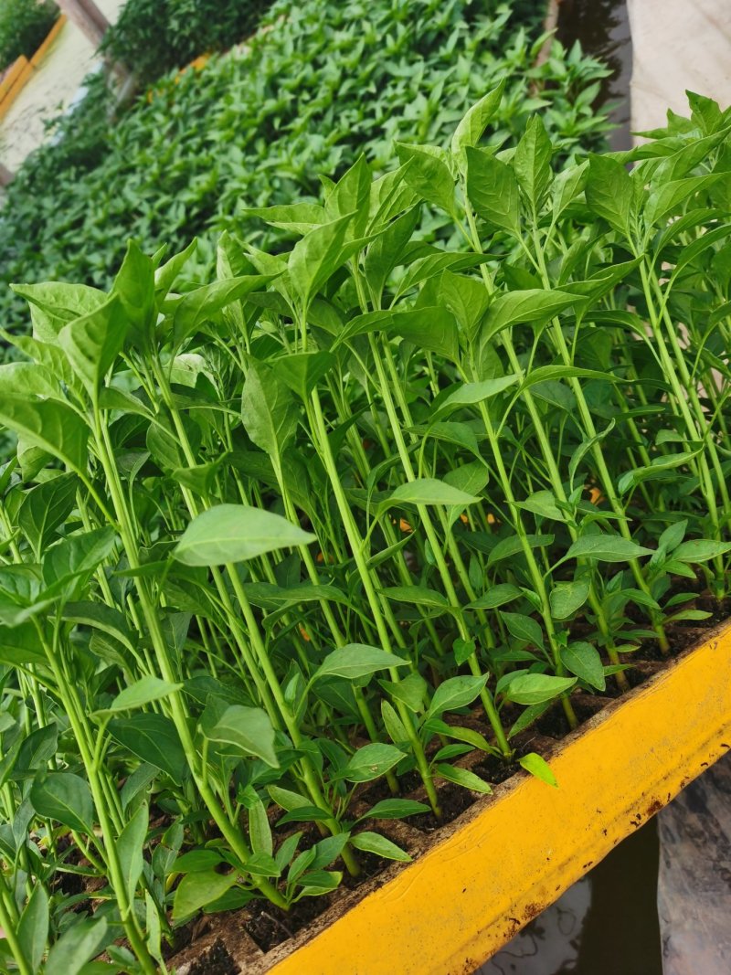 辣椒苗，供应1000万株，发票可开，欢迎咨询